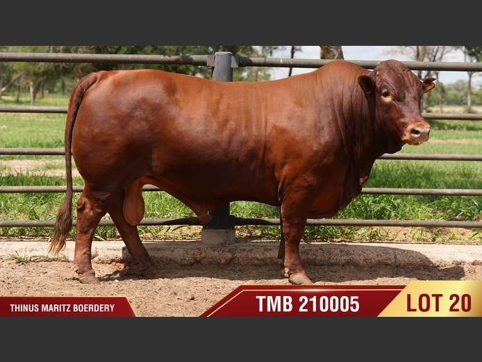 TMB210005 | THINUS MARITZ BOERDERY