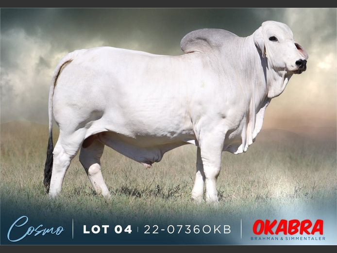 22-0736OKB | OKABRA BRAHMAN