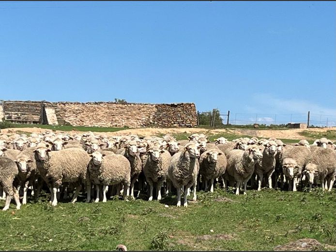 Ewes | JP Hobson & Sons