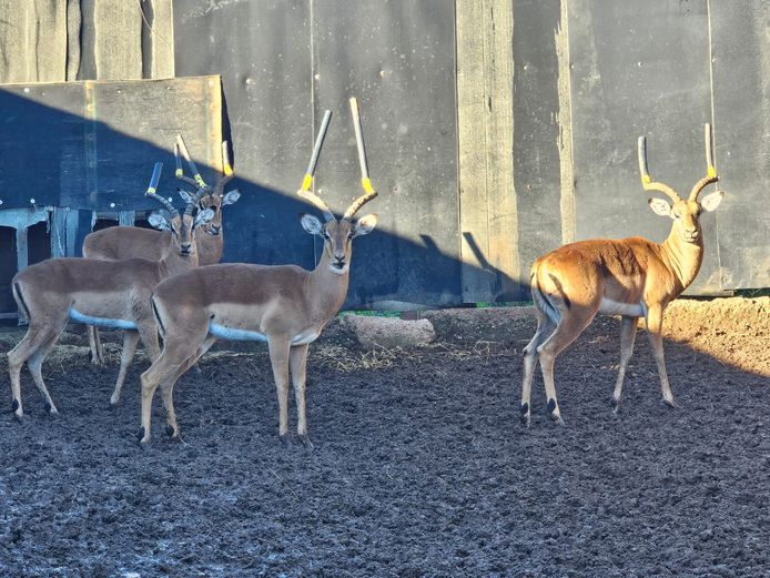 ROOIBOK | WILDLIFE EXPRES