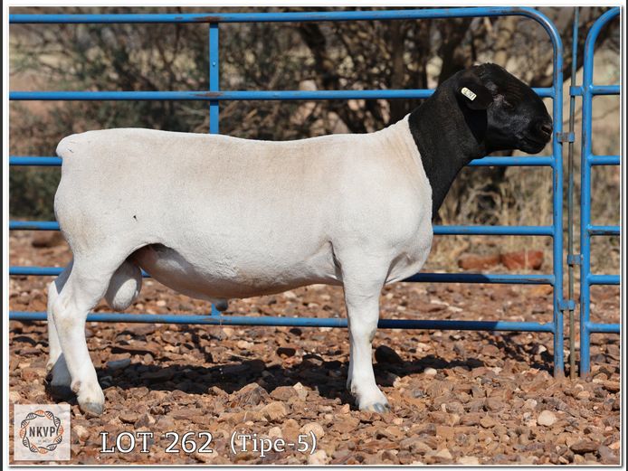 2052 24 0281 | MNR. LOUIS VAN RENSBURG