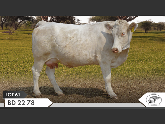 BD 220078 | KOPERKOP HUGENOOT STOET