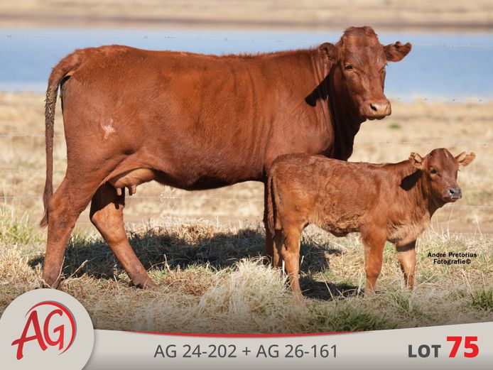 AG240202 | ARTHUR DE VILLIERS & SEUN