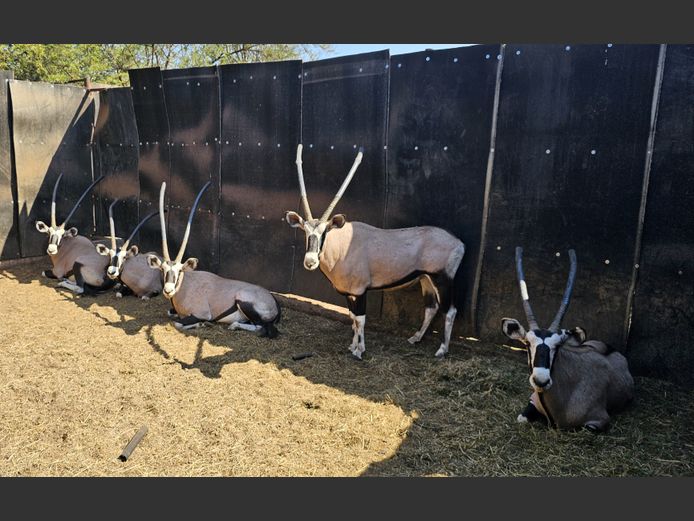 GEMSBOK | S VAN ZYL