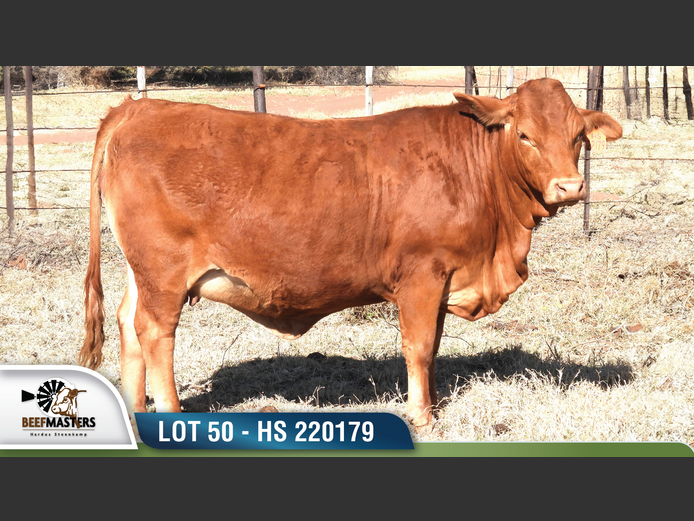 HS 220179 | HARDUS-STEENKAMP