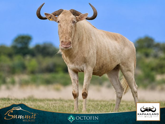 GOLDEN WILDEBEEST COWS RW 28 6/8" ROYAL BULL