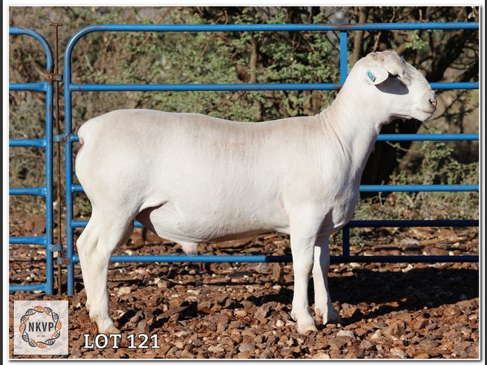 2280 24 0305W | LOUIS J. VAN RENSBURG, H/A MNR. E. VAN RENSBURG