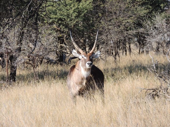 WATERBOK BUL