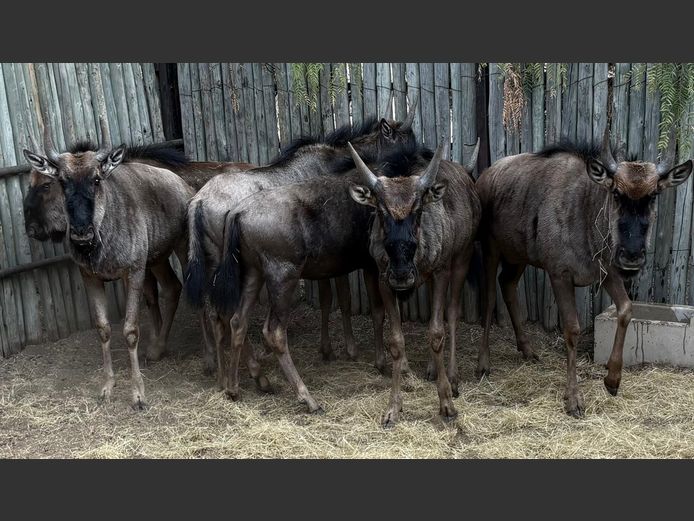 Blouwildebees Jonk