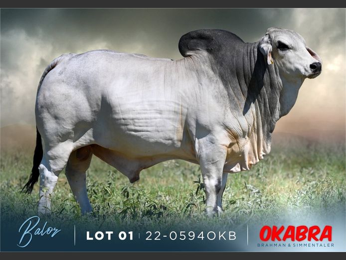 22-0594OKB | OKABRA BRAHMAN