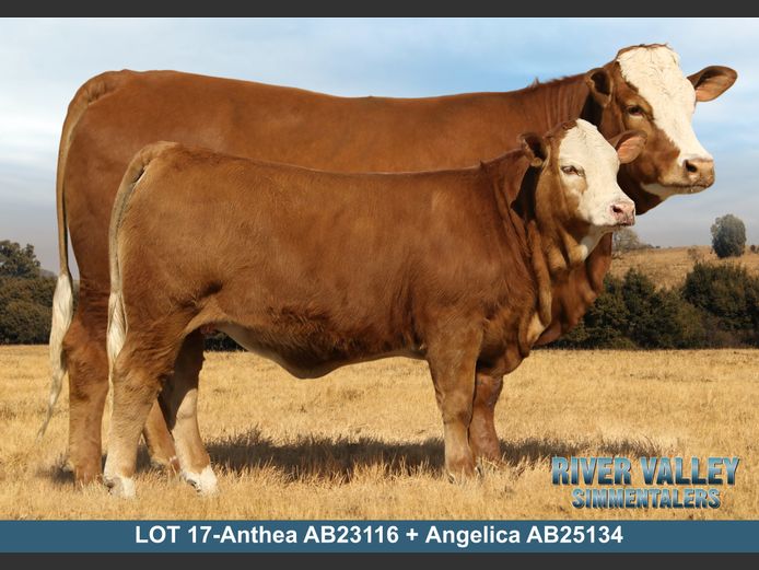 AB23116 | PA ABRAHAMSE