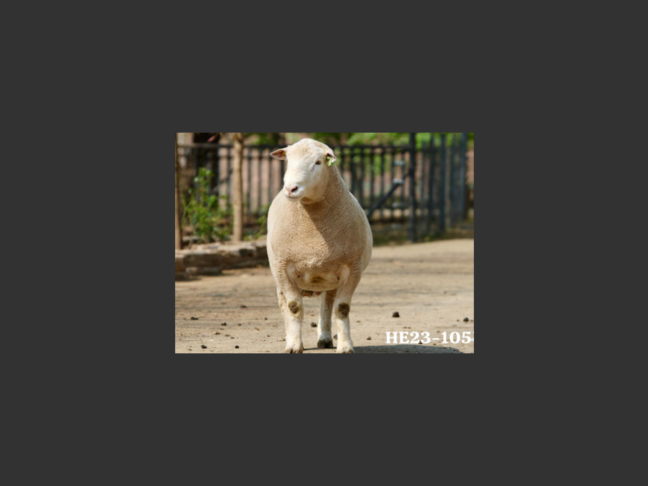 images