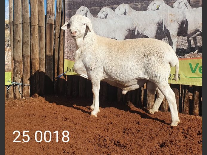 25 018 | Johan Stadler