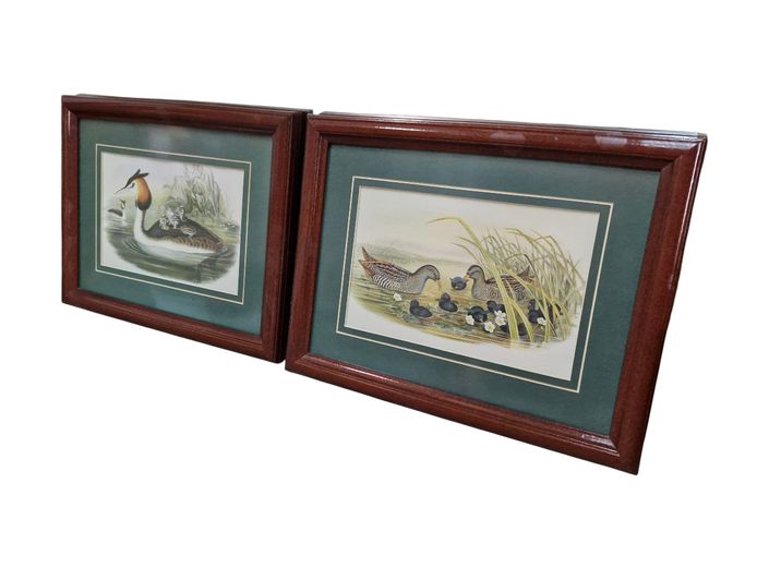 Pair of Framed John Gould Ornithological Lithographic Prints