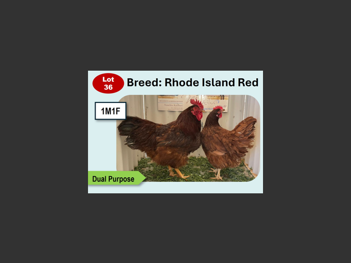 RHODE ISLAND RED | ANNUAL MYTILUS AND ELOFF