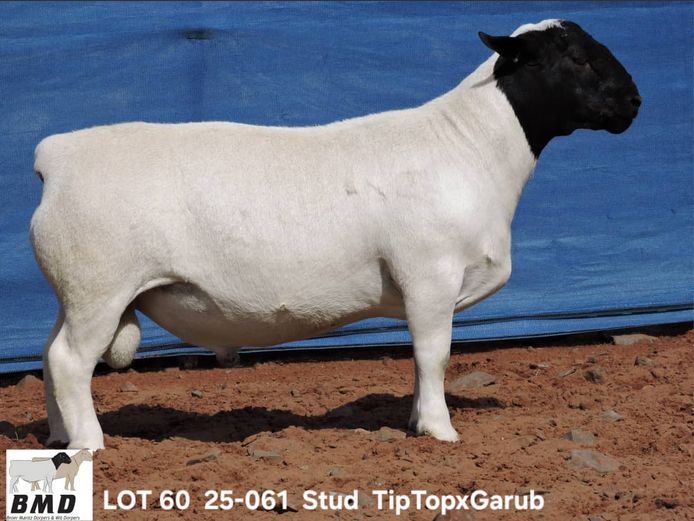 25-061 | BROER MARITZ DORPERS