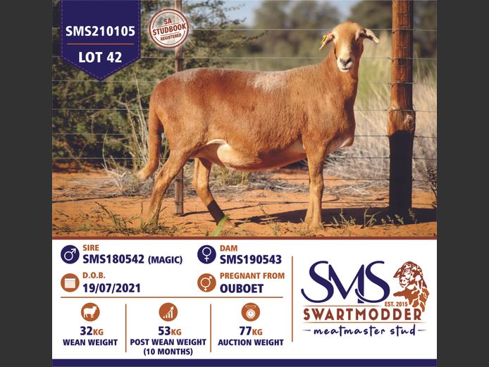 SMS210105 | SWARTMODDER MEATMASTER STUD