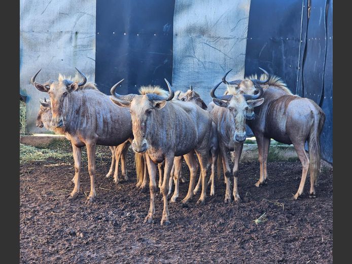 GOLDEN WILDEBEEST | FARM 258