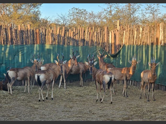 RED HARTEBEEST | NOOITGEDACHT