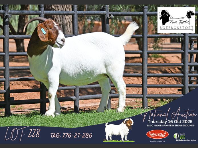 776-21-0286 | Casper Byleveld (Nico Botha Boerbokstoet)
