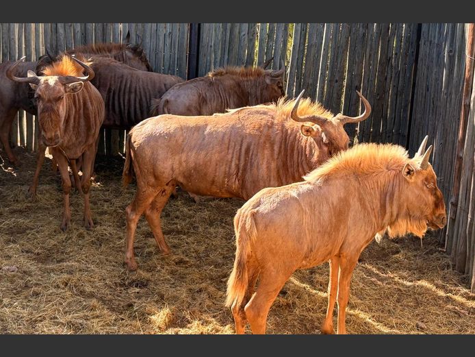 Goue Wildebeeste