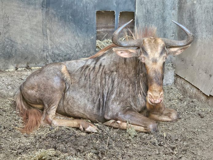 KONINGS WILDEBEES | ZWARTKLOOF