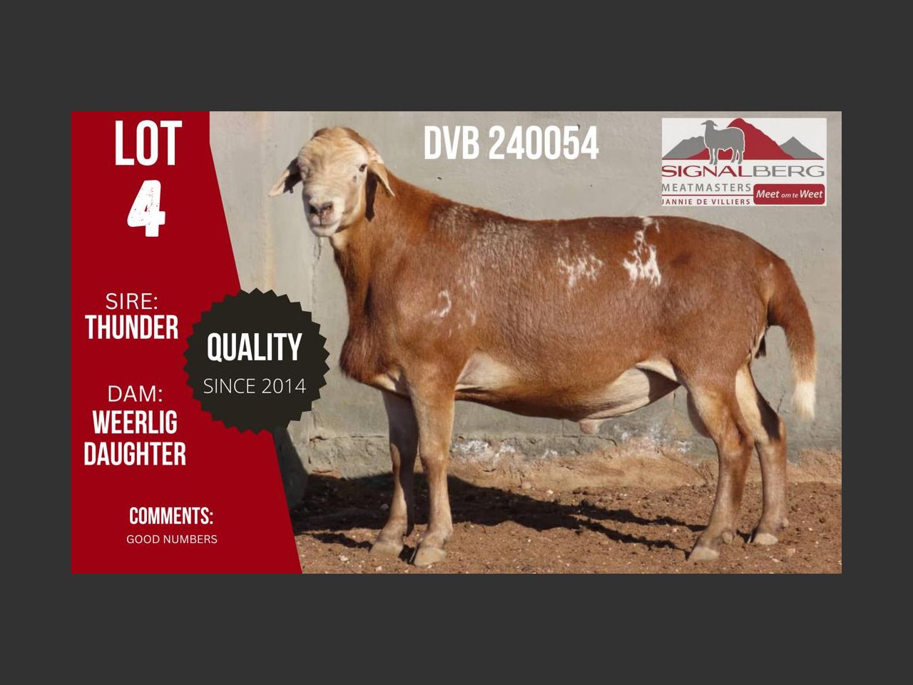 Lot 4 | SIGNALBERG MEATMASTERS 12TH MEATMASTER RAM AUCTION | SwiftVEE ...