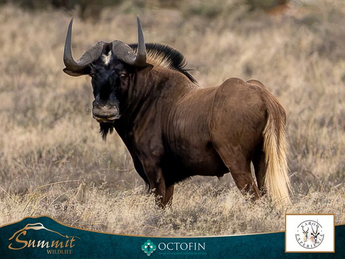 KING BLACK WILDEBEEST BULL