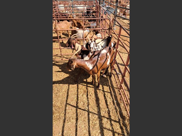 APPEL BOK | NAZARDI BOERDERY