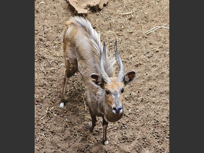 BUSHBUCK | HAAKDORNG
SAFARIS