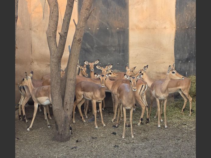 ROOIBOK | IMPISI SAFARIS