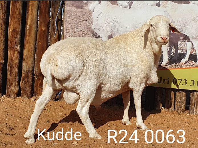 24063 | Johan Stadler