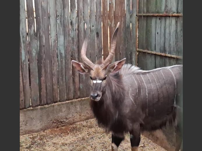 NYALA | G. VAN ZYL