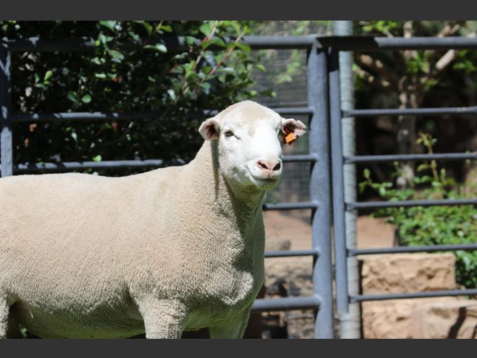 DZ 240119 | 2 STEYNS BOERDERY