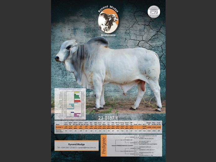 23-0187Y | RYNAND MUDGE BRAHMAN