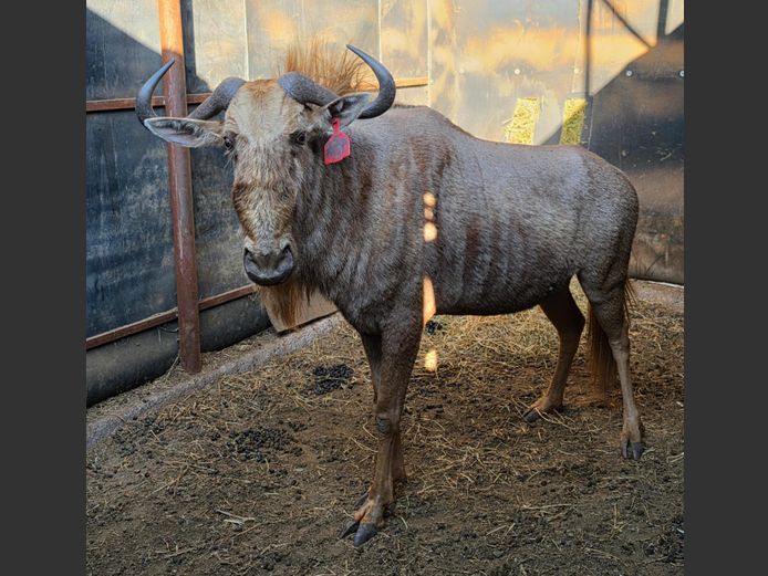GOUE WILDEBEES | LEWIS FAMILY TRUST