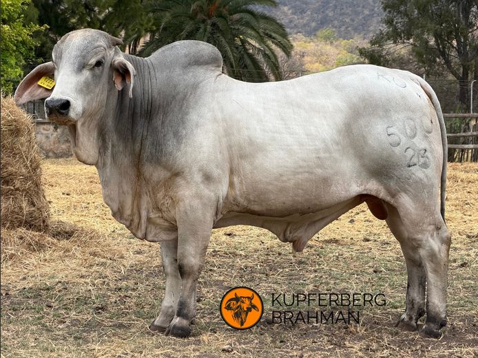23-0500KU | KUPFERBRG BRAHMAN