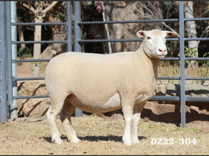 DZ 220364 | 2 STEYNS BOERDERY
