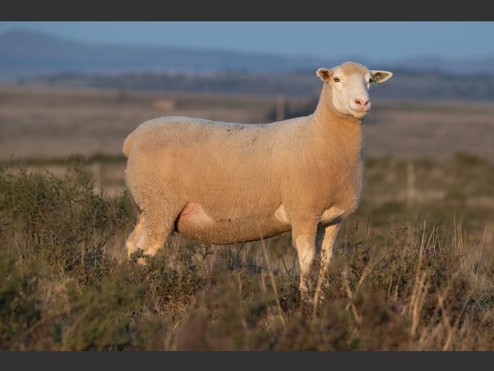 DZ210190 | 2 STEYNS BOERDERY