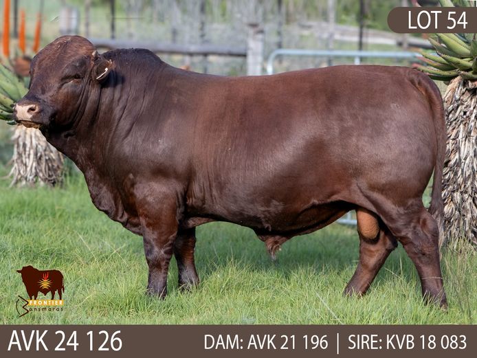 AVK 240126 | VAN KERKEN BONSMARA