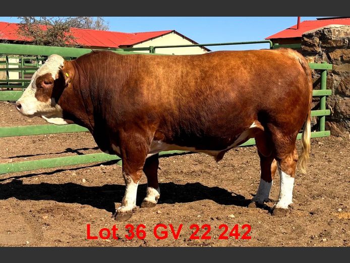 GV222242 | VOIGTLAND SIMMENTALER