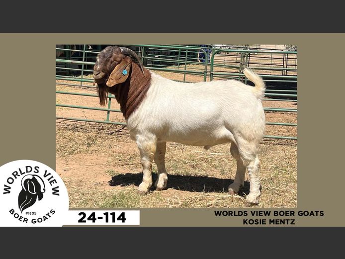 24-114  |  Kosie Mentz - Worlds View