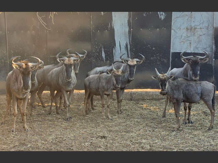BLOUWILDEBEES | DITJABE WILDLIFE