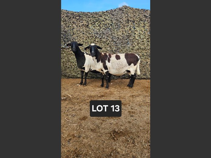 KK 135 | Doncor Meatmasters