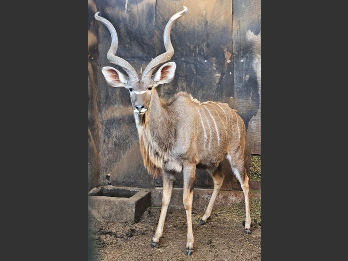 KUDU | C.P. KLOPPERS