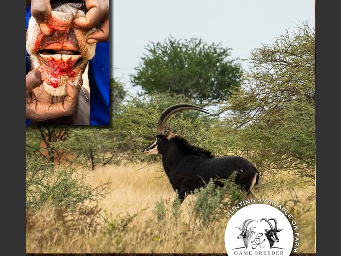 Sable Bulls | WATERBERG PLATO GAME BREEDERS