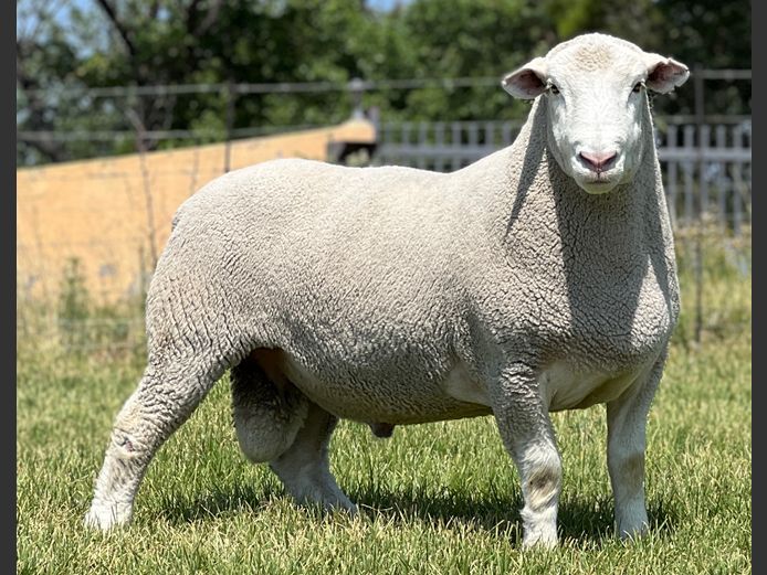 JB240059 | J.A BARNARD