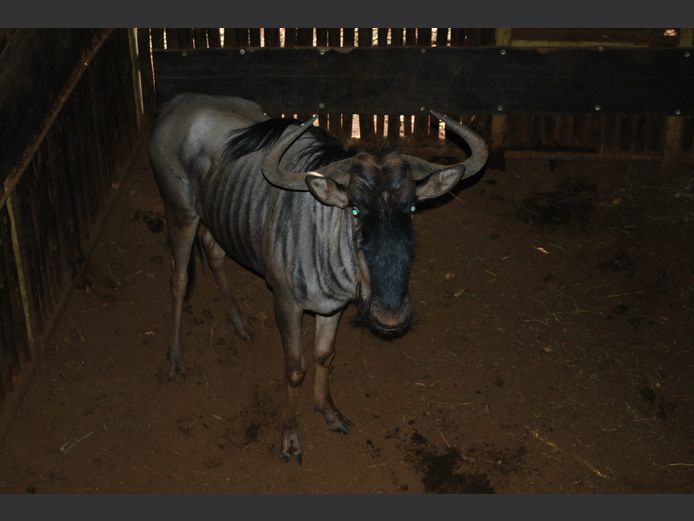 BLUE WILDEBEEST | RHINO