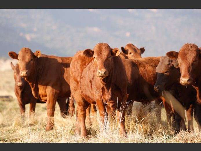 BONSMARA VERSE | BOTHMA BOERDERY