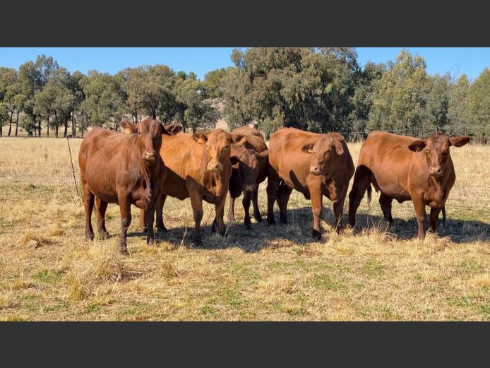 Commercial Animals